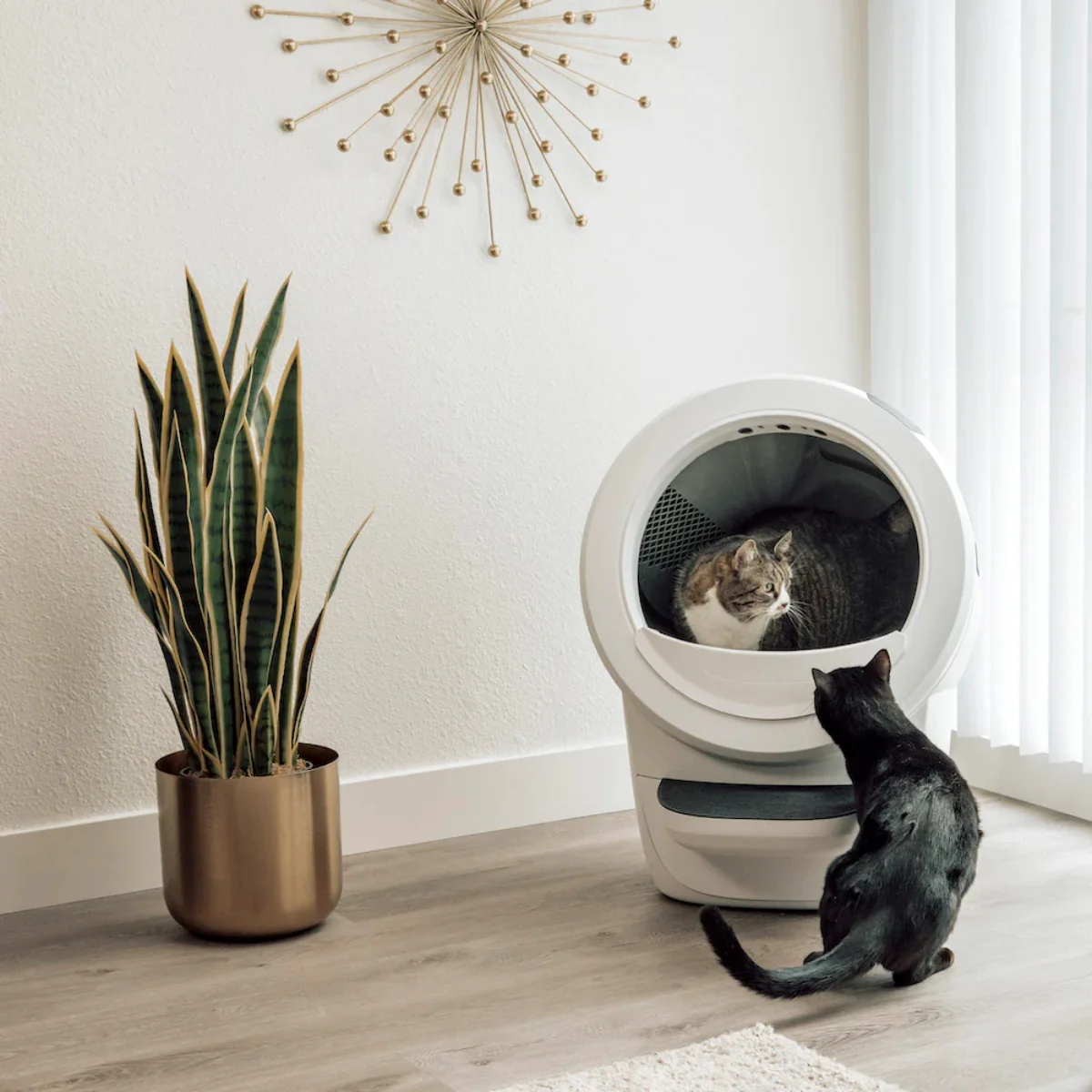 שירותים רובוטיים לחתולים Litter Robot 4 - Image 3